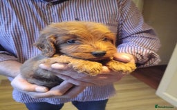 Cockapoo dogs for sale: Cockapoo puppies f1 show) ❤️ fox Red. !!!!!!. - Image 28