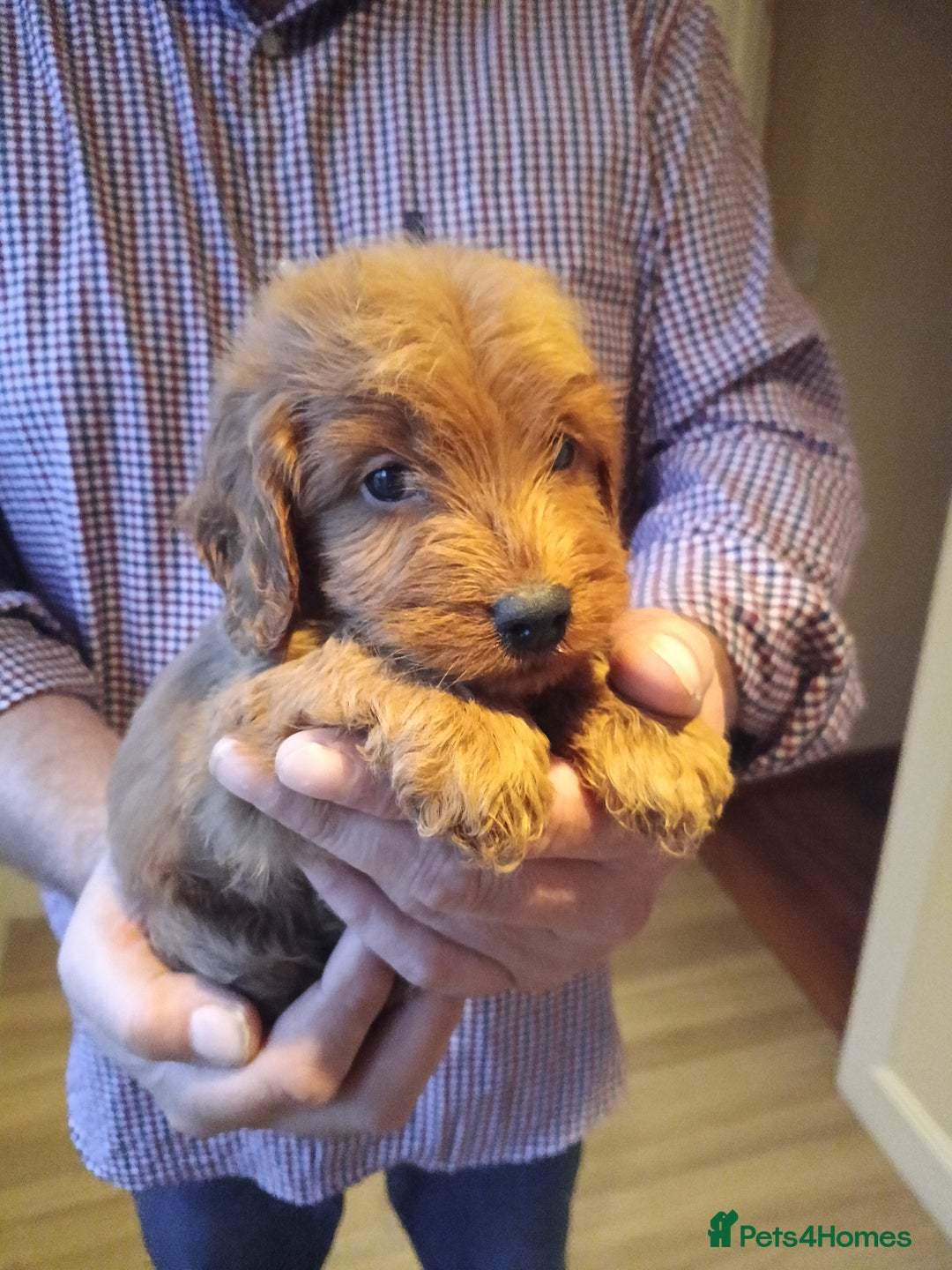 Cockapoo dogs for sale: Cockapoo puppies f1 show) ❤️ fox Red. !!!!!!. - Image 28