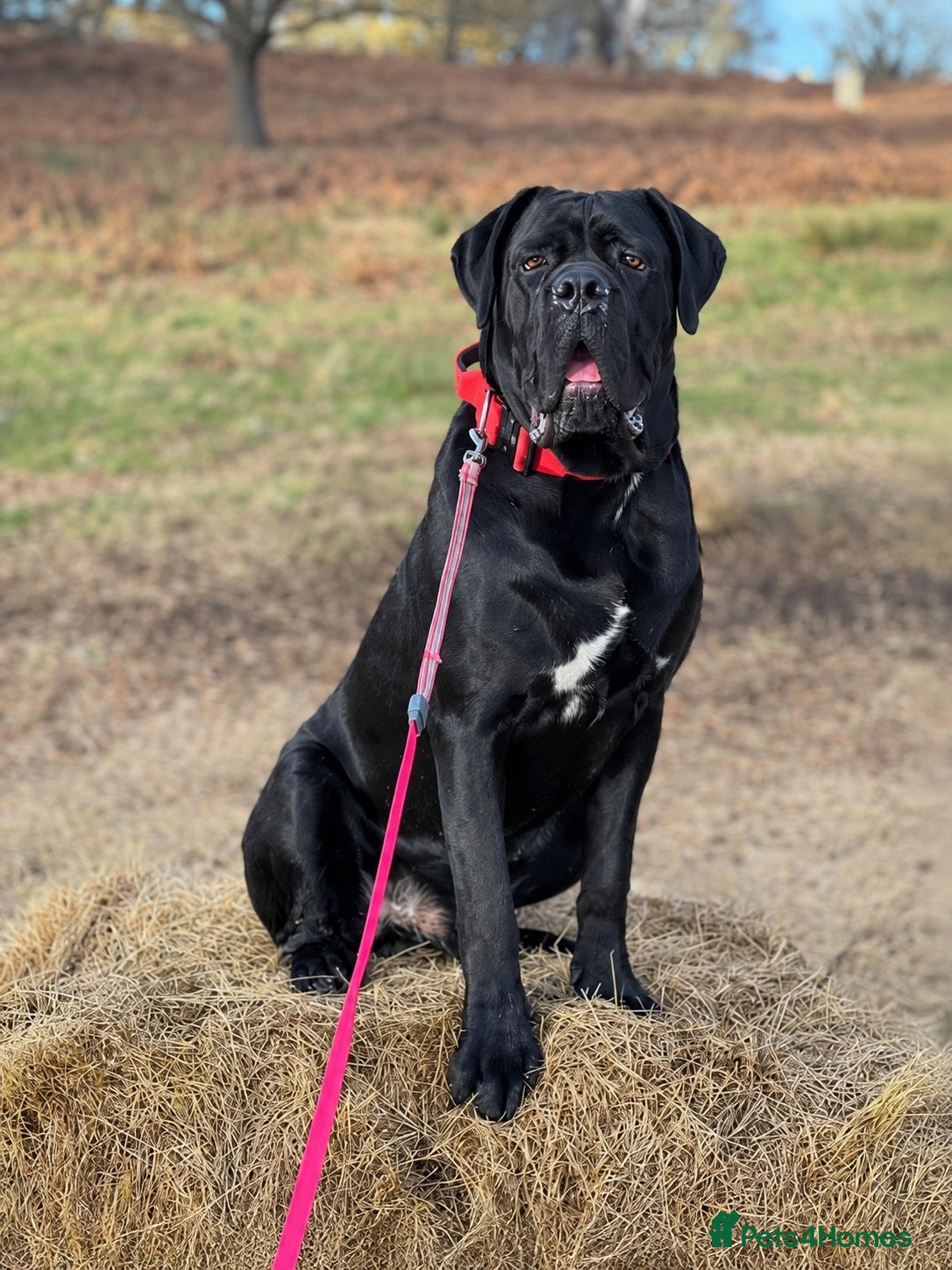 Cane Corso dogs for sale: Adult Male Cane Corso - Advert 1