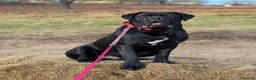 Cane Corso dogs for sale: Adult Male Cane Corso - Advert 1