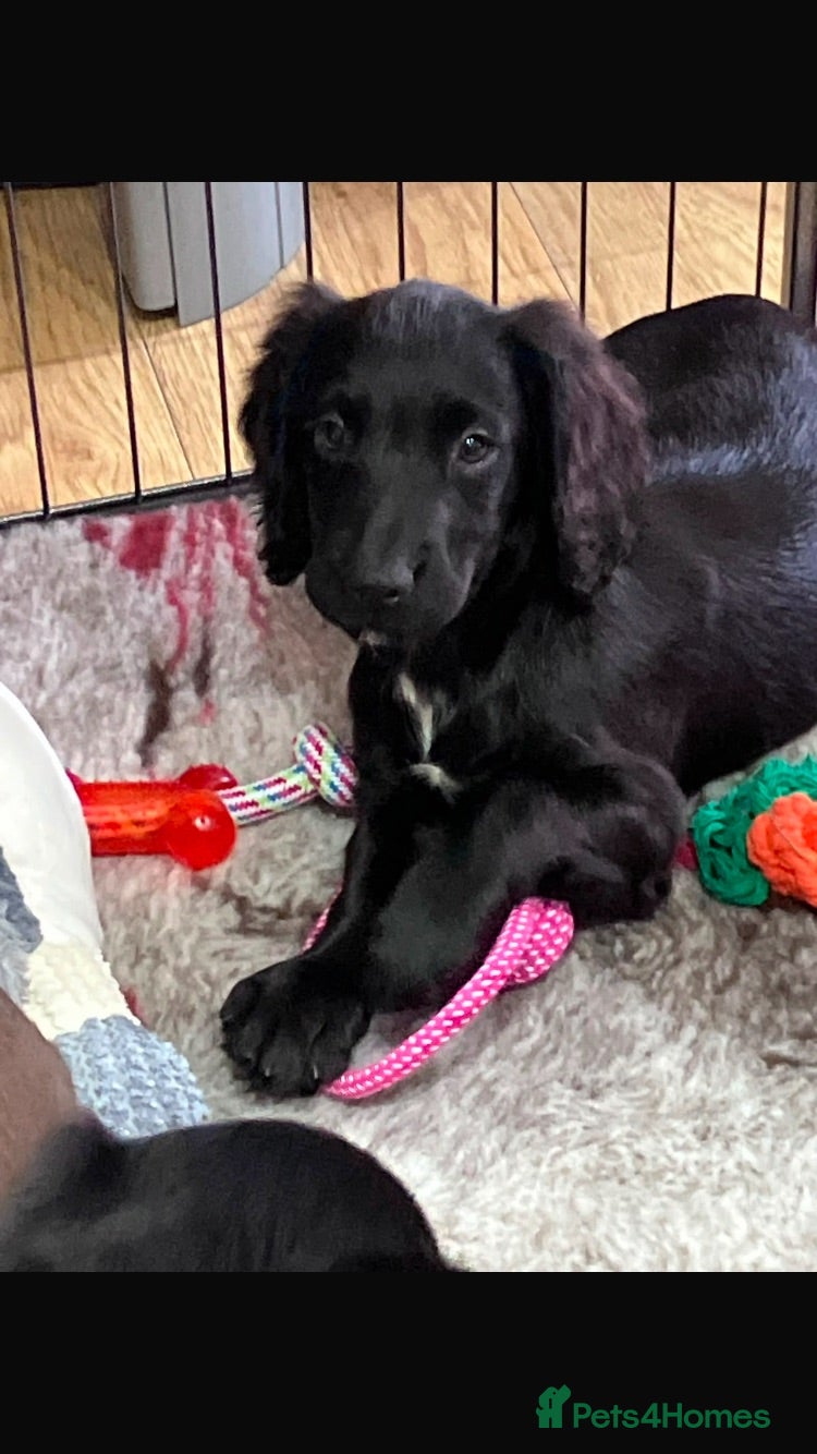 Cocker Spaniel dogs KC Reg Working Cocker Spaniel Pups  - Advert 2