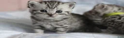 British Shorthair cats for sale: 🐾 Gorgeous GCCF British Shorthair Kittens 🐾 - Advert 6