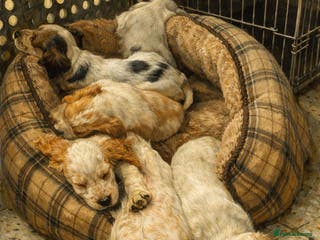 Cocker Spaniel dogs New year, new friend? #notjustfor ** - Advert 9