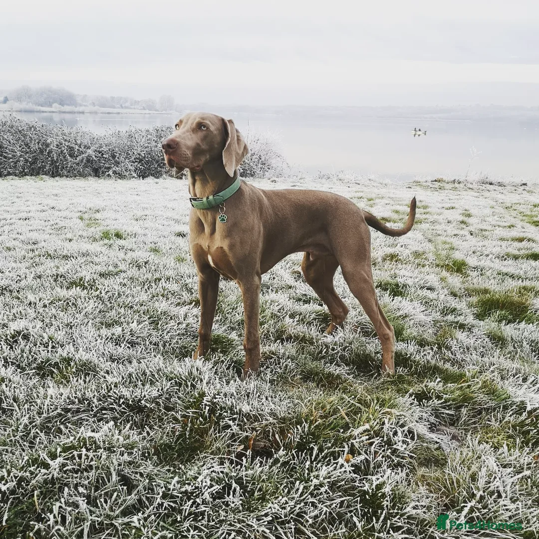 Weimaraner dogs for stud: Dog For Breeding  - Advert 15