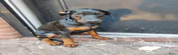 Dobermann dogs for sale: Adorable Doberman puppies PRICE REDUCTION £1650 - Advert 6