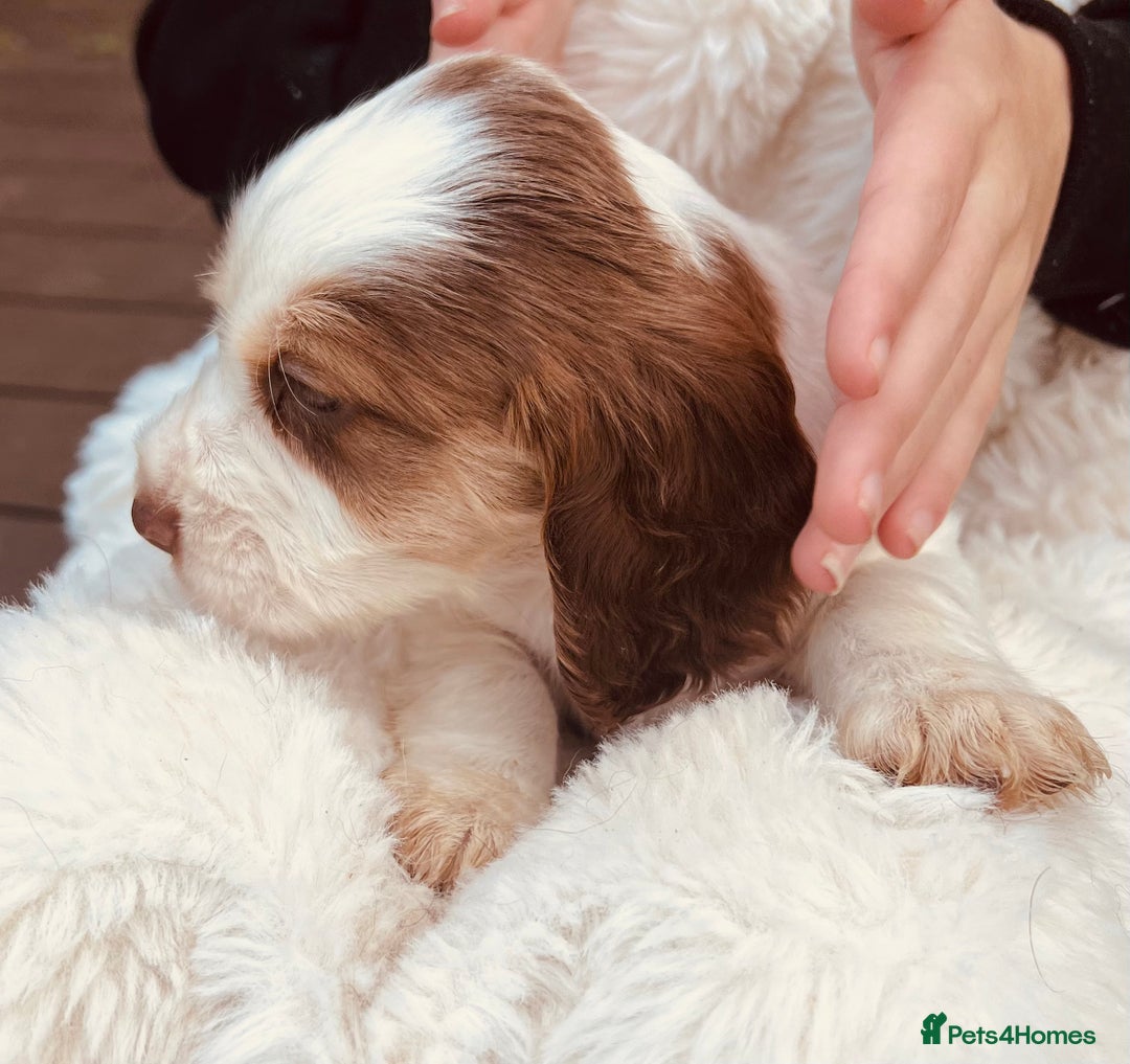 Cocker Spaniel dogs for sale: Gorgeous show type cocker spaniels - Image 6