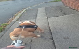 English Bulldog dogs for sale: Stunning bulldog  - Advert 2