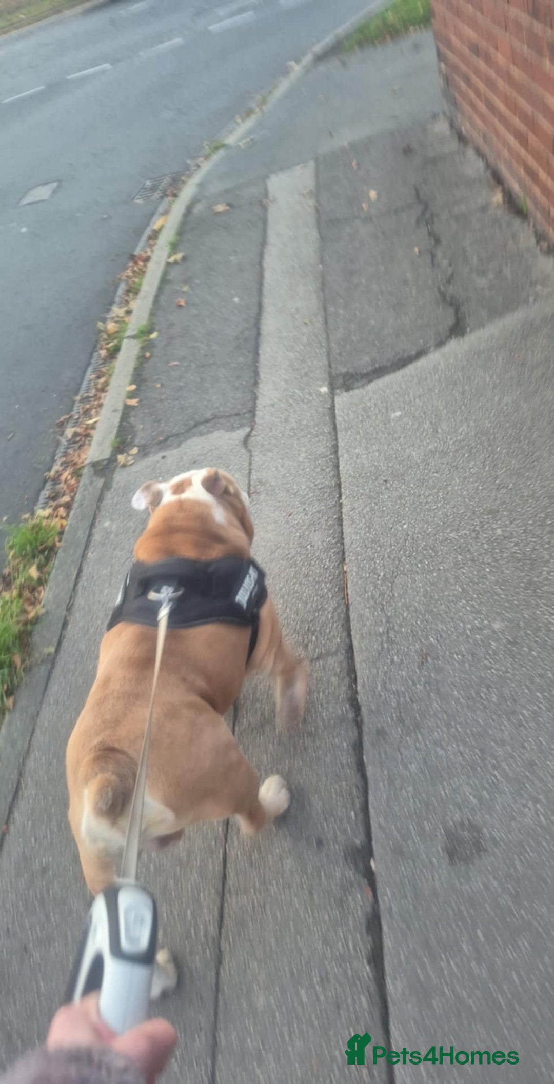 English Bulldog dogs for sale: Stunning bulldog  - Advert 2