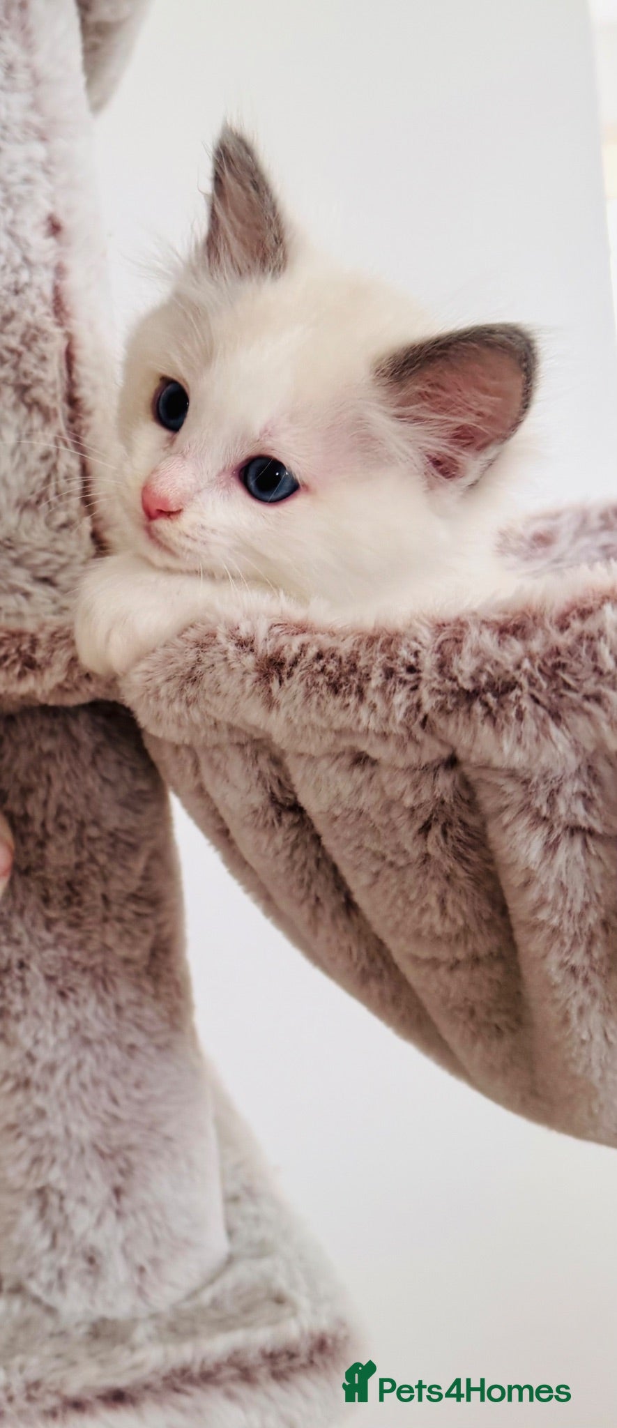 Ragdoll cats High white blue/lilac Bi-Colour Ragdoll Kittens    - Advert 2