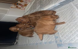 Cockapoo dogs for sale: 5 Stunning fox red Cockapoos (health tested) - Image 3