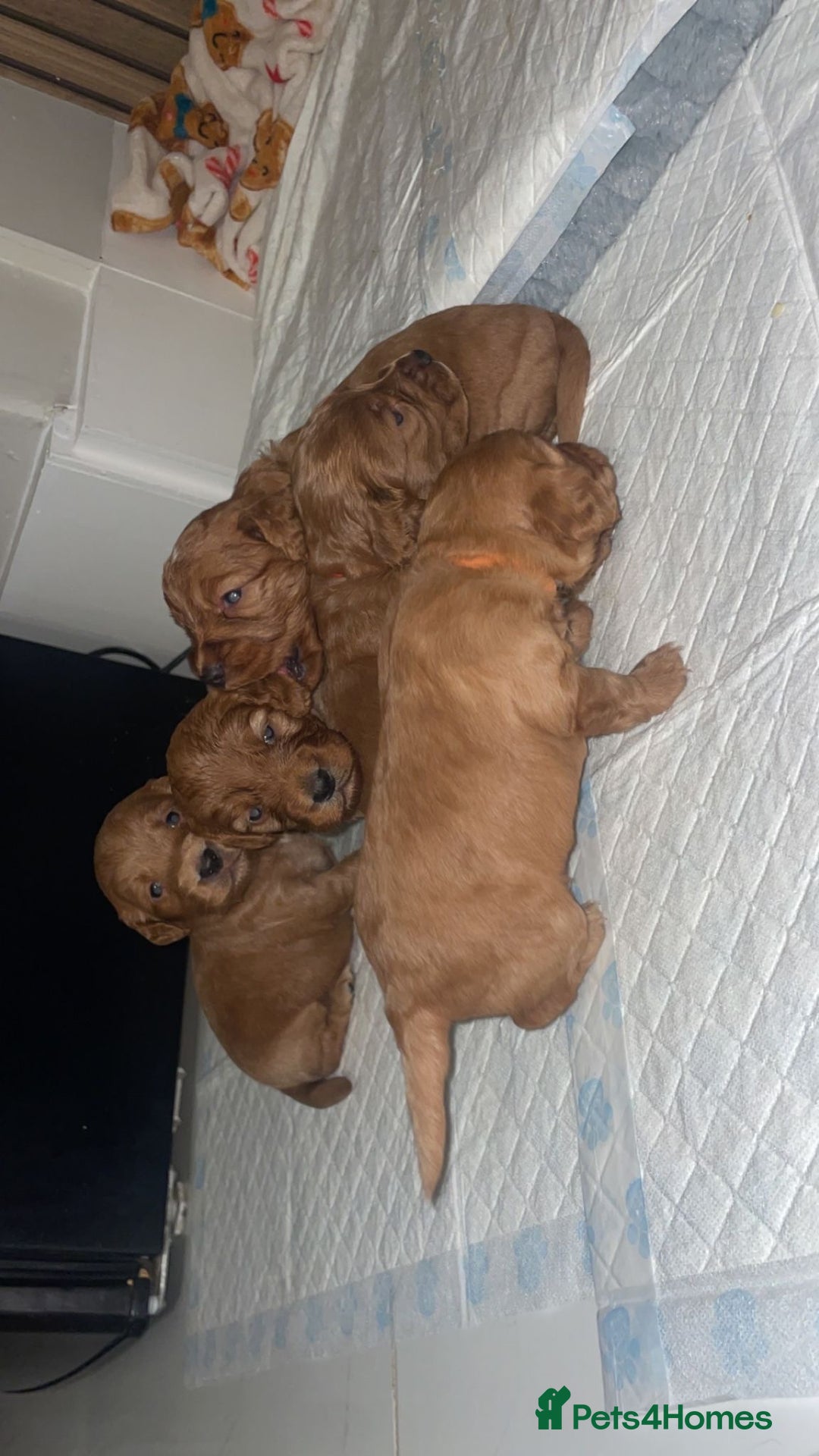 Cockapoo dogs for sale: 5 Stunning fox red Cockapoos (health tested) - Image 3