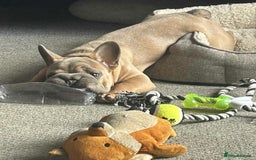 French Bulldog dogs for sale: Big rope Frenchie - Image 7