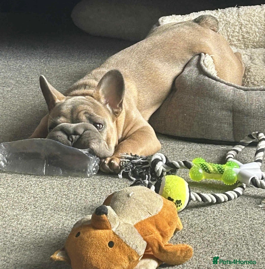 French Bulldog dogs for sale: Big rope Frenchie - Image 7