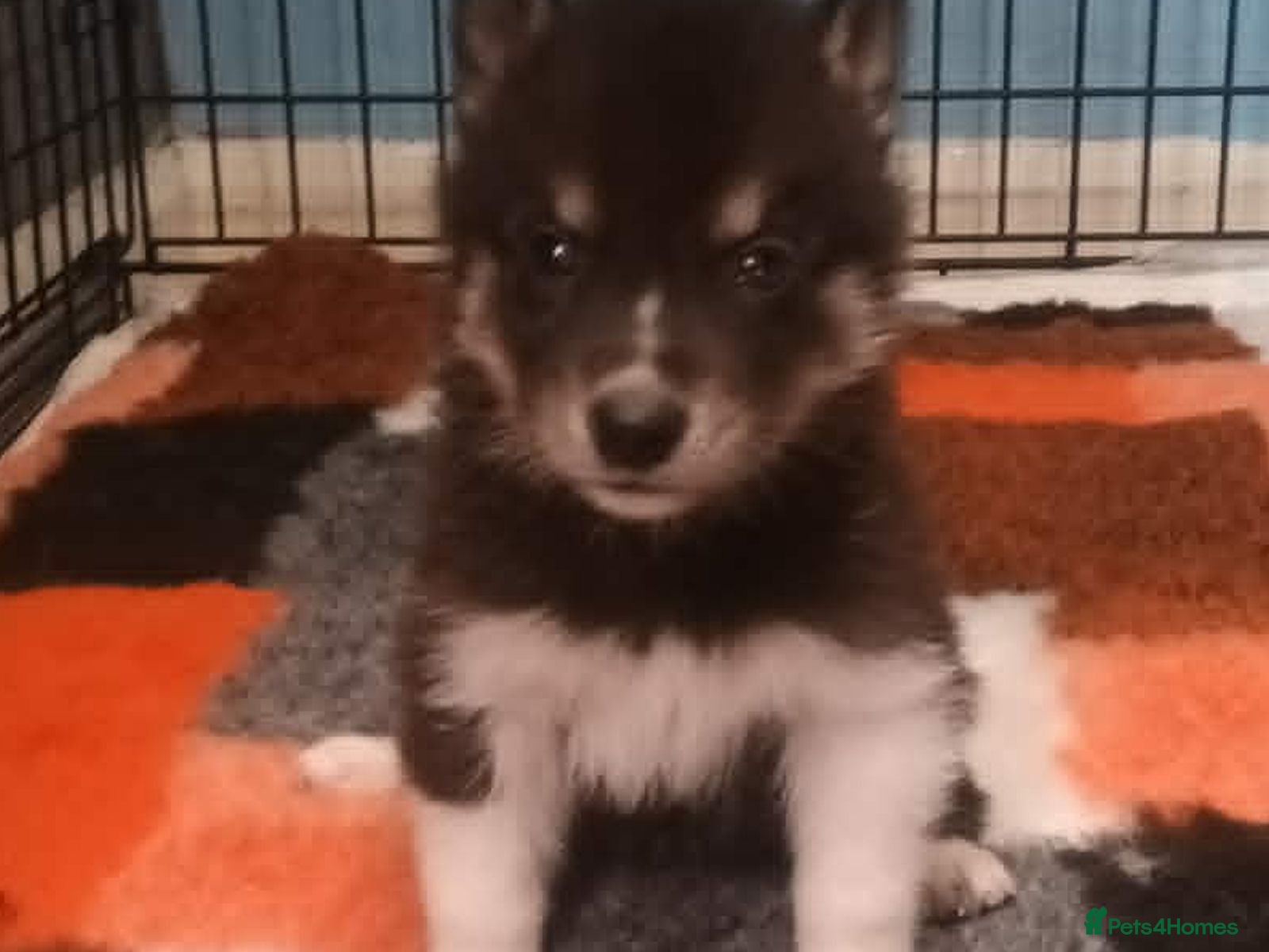 Siberian Husky dogs Pedigree Siberian Husky Puppies in York - Advert 12
