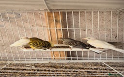 Canaries birds for sale: Canaries. (READY NOW) - Image 4