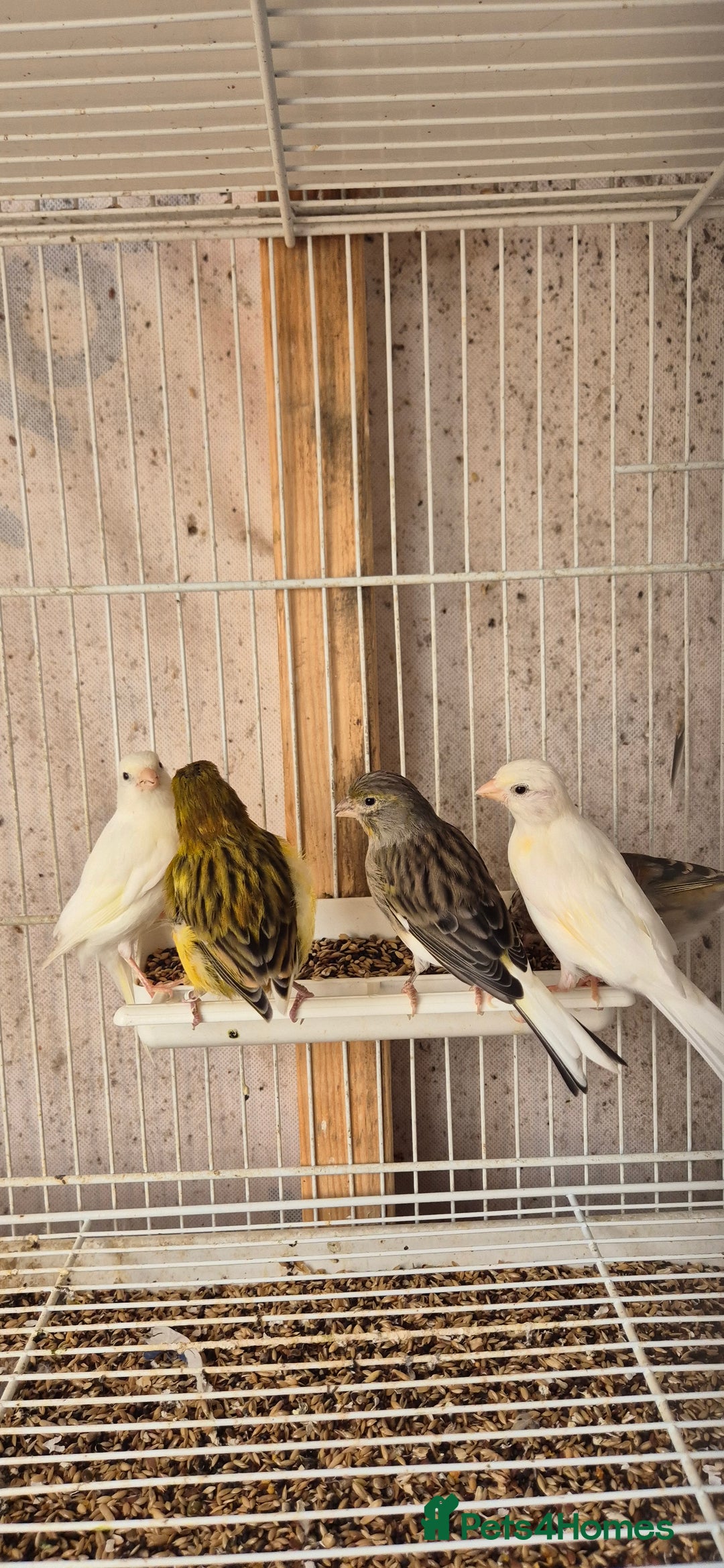 Canaries birds for sale: Canaries. (READY NOW) - Image 4