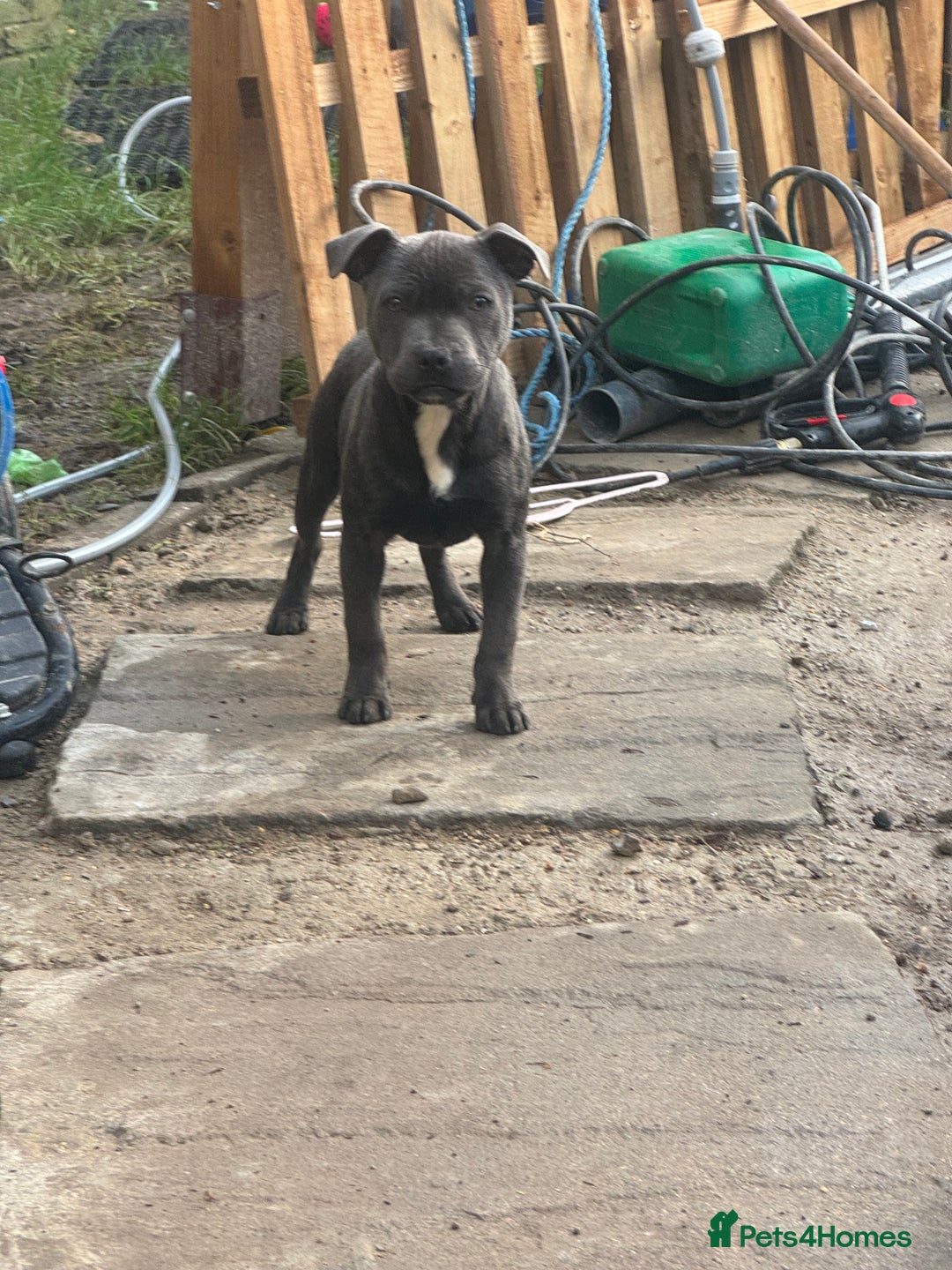 Staffordshire Bull Terrier dogs for sale: 2 female BLUE SBT sisters  - Advert 9