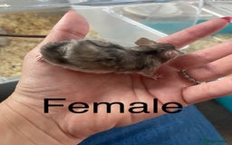 Mouse rodents for sale: Beautiful fancy mice ready now - Image 2