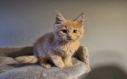 Maine Coon cats for sale: TICA REG.  Amazing kittens  - Image 28