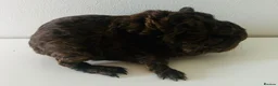 Guinea Pig rodents for sale: Boars available £20 - Advert 4