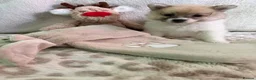 Pomeranian dogs for sale: Pomeranian puppies in London - Advert 11