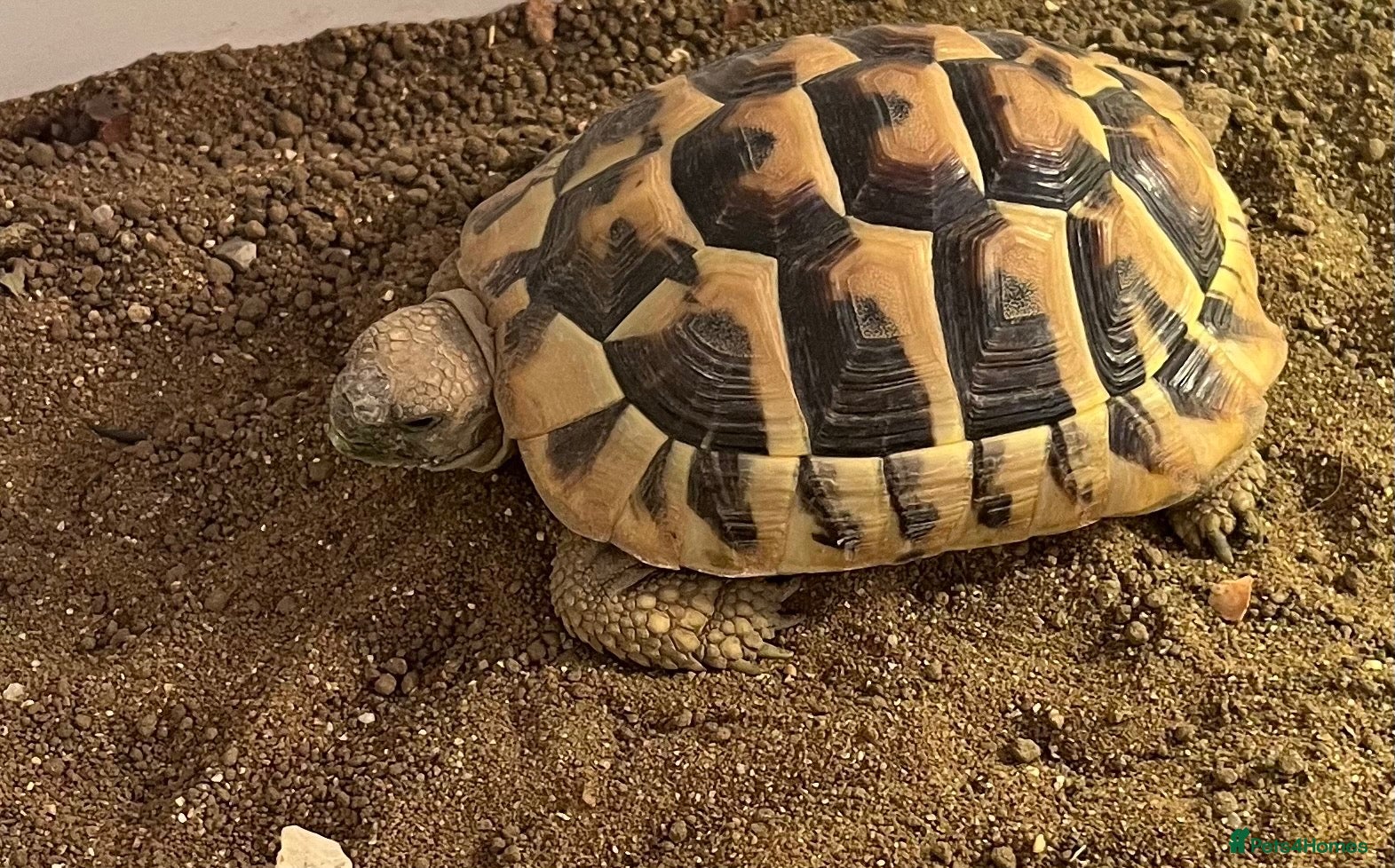 Hermann Tortoise reptiles Herman tortoise - Advert 3