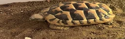 Hermann Tortoise reptiles for sale: Herman tortoise in Newton Abbot - Advert 1