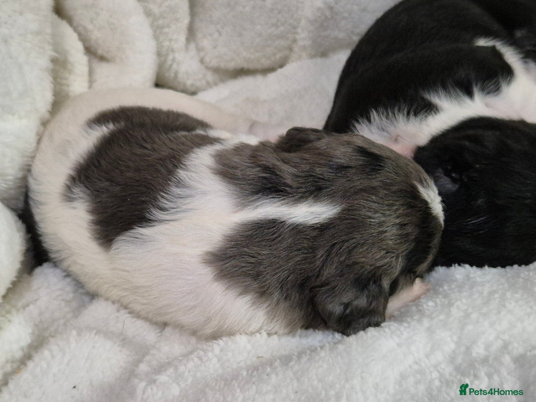 Sprollie dogs for sale: 3/4 Springer Spaniel Puppies  - Advert 7