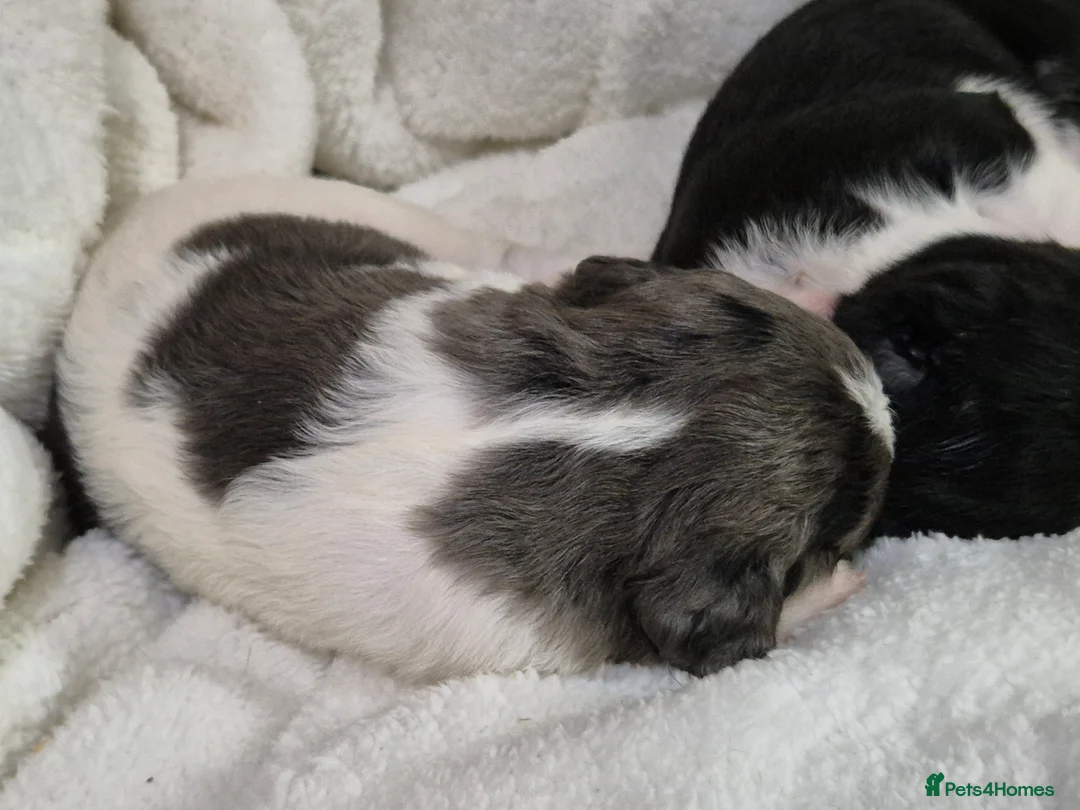 Sprollie dogs for sale: 3/4 Springer Spaniel Puppies - Sprollies - Advert 7