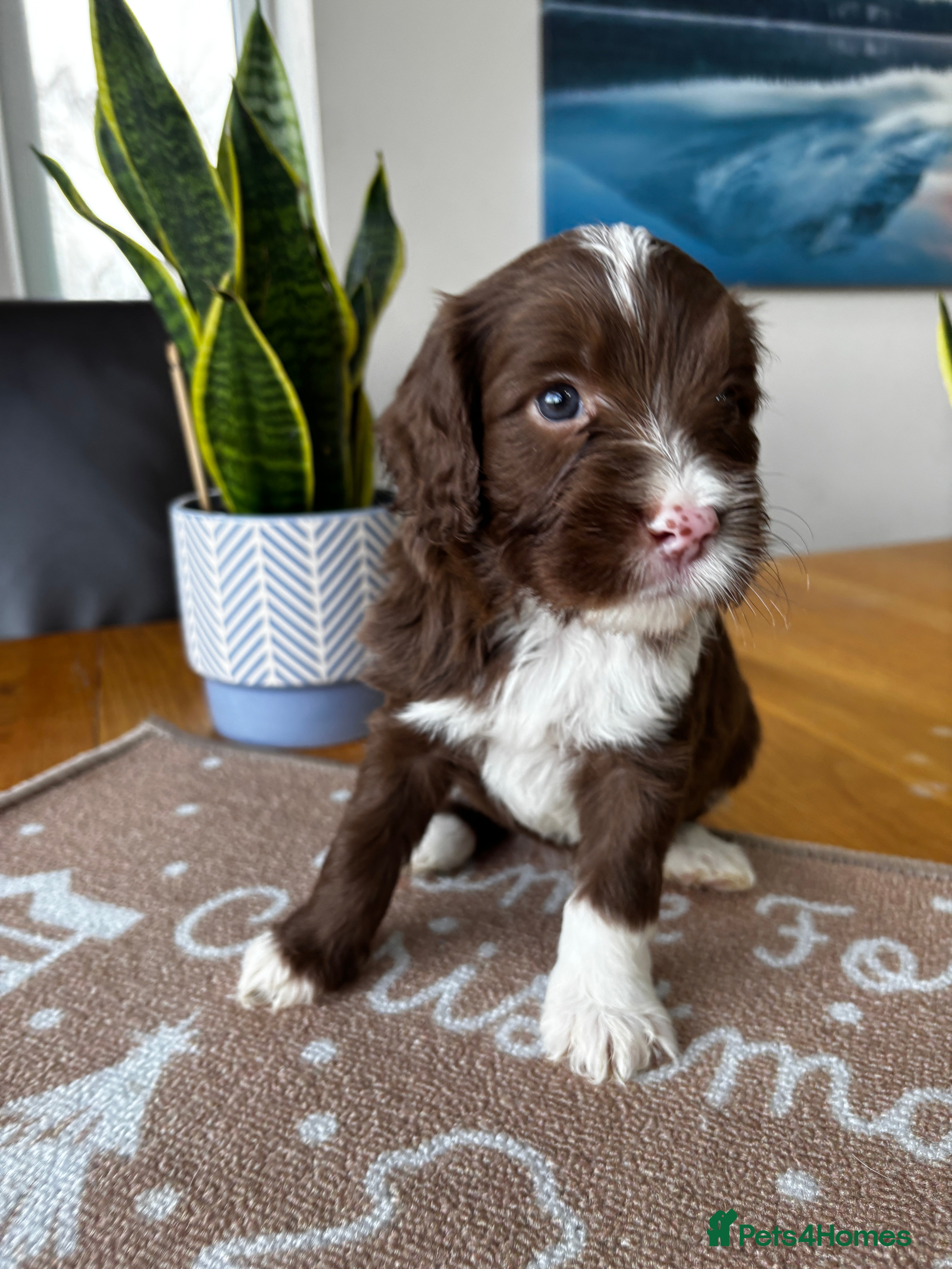 Sproodle dogs 💥 Rare Gorgeous Chocolate Merle Sproodles 🐶 - Advert 10