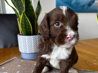 Sproodle dogs 💥 Rare Gorgeous Chocolate Merle Sproodles 🐶 - Advert 1