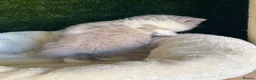 British Shorthair cats for sale: Health tested parents gccf reg lilac & white males - Advert 4