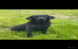 Labrador Retriever dogs for sale: Labrador  - Image 5