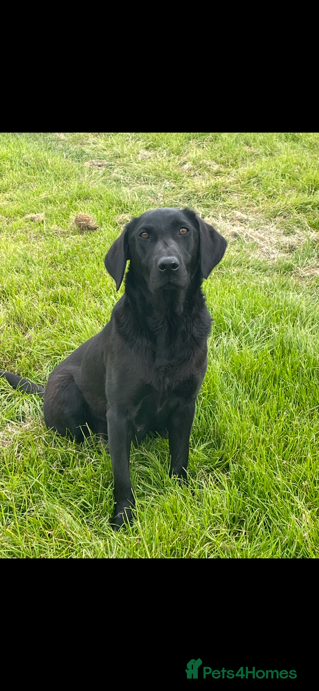 Labrador Retriever dogs for sale: Labrador  - Image 5