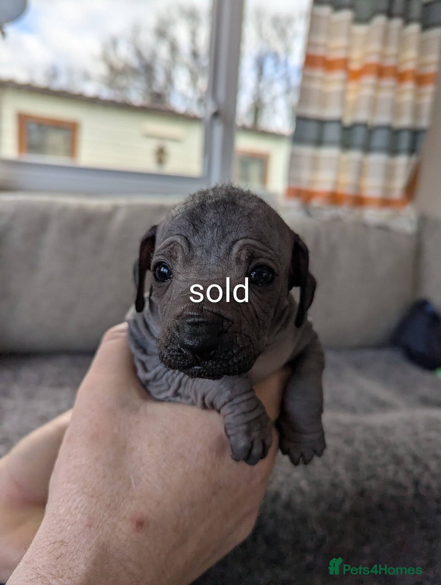 Mexican Hairless dogs Mini mexican coated/hairless xoloitzcuintli - Advert 16