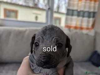 Mexican Hairless dogs Mini mexican coated/hairless xoloitzcuintli - Advert 16