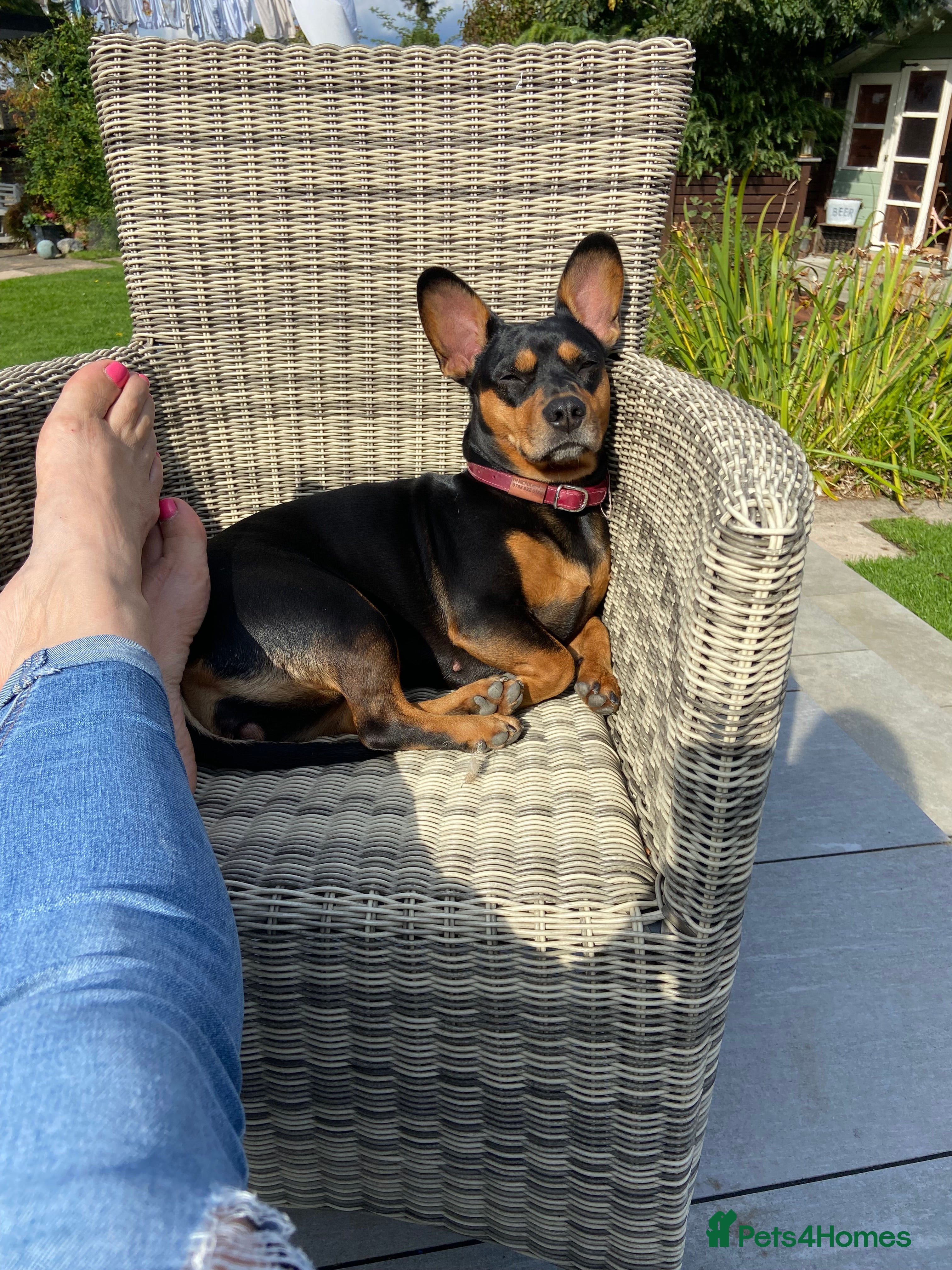 Mixed Breed dogs Sweet dachshund/ frenchie - Advert 1