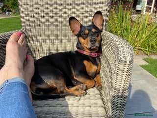 Mixed Breed dogs Sweet dachshund/ frenchie - Advert 1