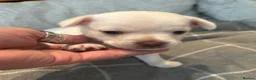 Chihuahua dogs for sale:  5 Adorable Chihuahua Puppies 🐾 - Advert 8