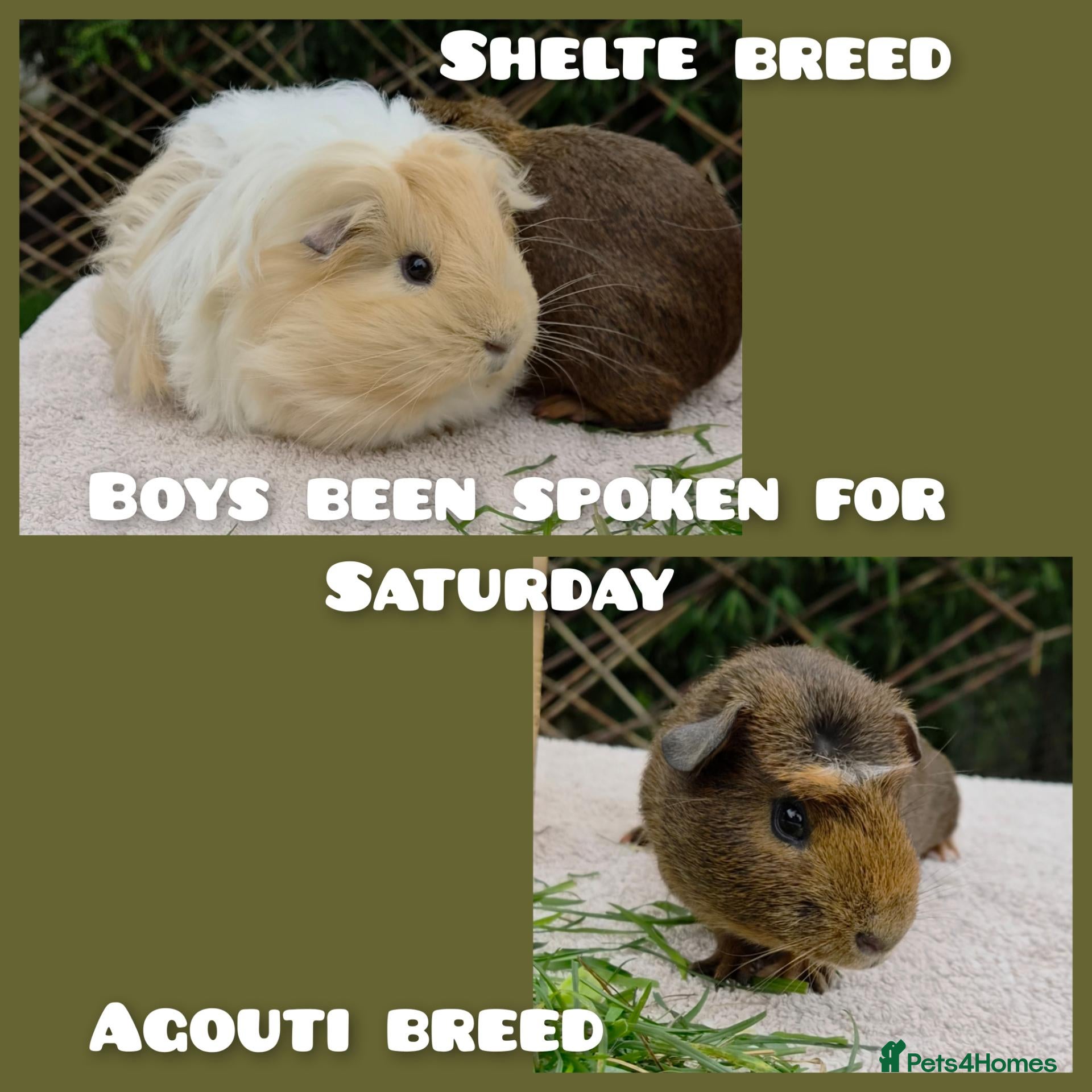 Guinea Pig rodents These two boys been spoken for now - Advert 17