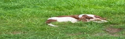 Bracco Italiano dogs for sale: Wonderful litter  - Advert 2