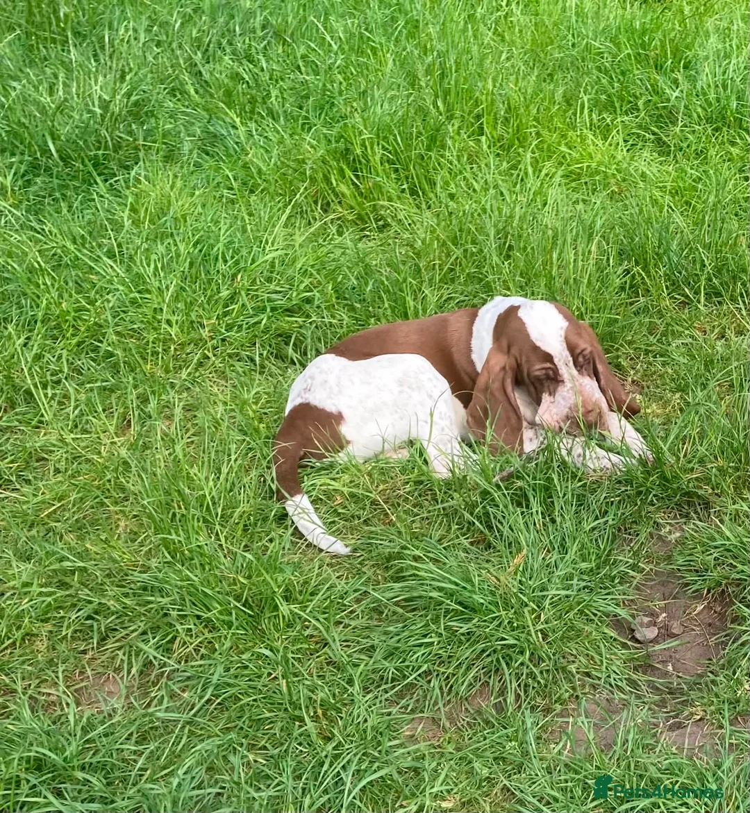 Bracco Italiano dogs for sale: Wonderful litter  - Advert 2