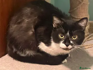 Mixed Breed cats Handsome Flinchy looking for a home - Advert 1