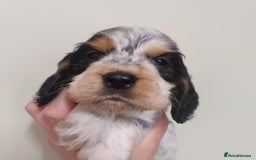 Cocker Spaniel dogs for sale: KC Show type Cocker Spaniels  in Driffield - Image 3
