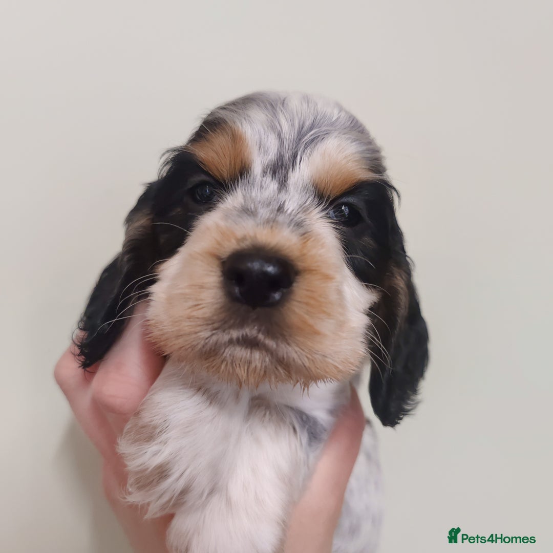 Cocker Spaniel dogs for sale: KC Show type Cocker Spaniels  in Driffield - Image 3