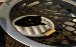 Mixed Breed cats for sale: Kitten  - Image 5