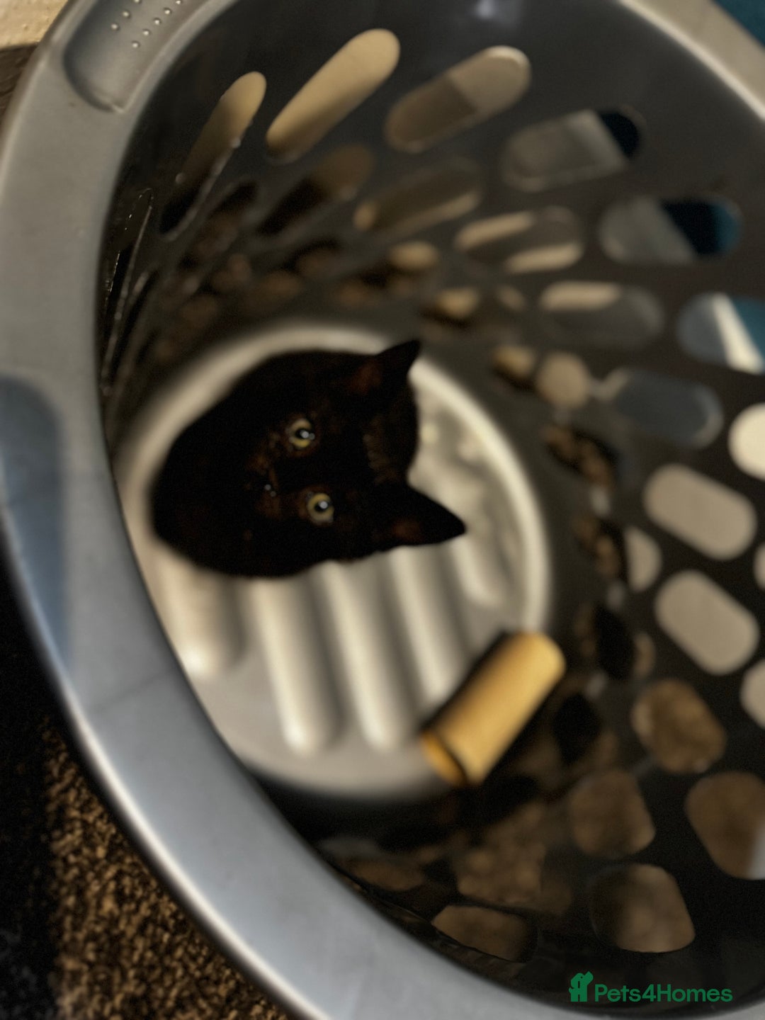 Mixed Breed cats for sale: Kitten  - Image 5