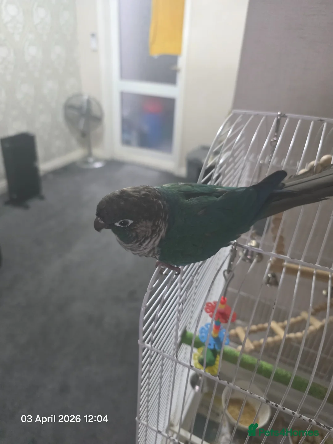 Parakeets birds for sale: Parakeet in London - Advert 2