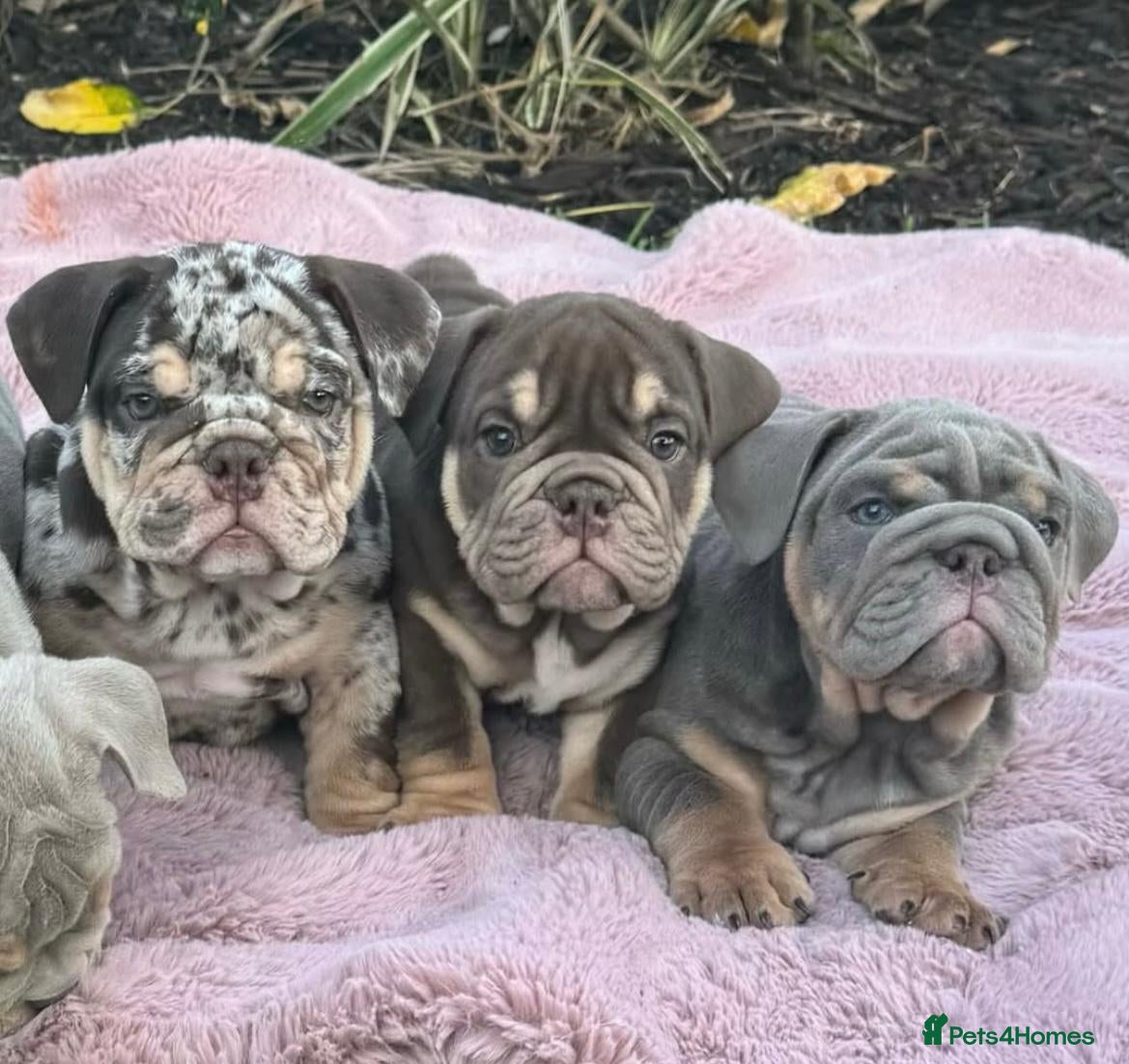 English Bulldog dogs Stunning English bulldog puppies  - Advert 17