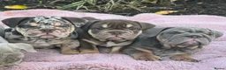 English Bulldog dogs for sale: Stunning English bulldog puppies  - Advert 1